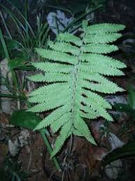 Image result for Christella hispidula