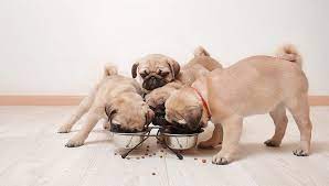 Read our comprehensive guide for a clear idea therefore, when buying dog food for pugs, don't measure the quality by calorie count. Best Dog Food For Pugs In 2020 How To Feed And What To Feed Pugs