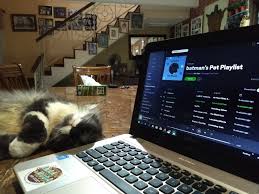 Learn more from spotify about the energy or stimulation of your pet, whether you are shy or aggressive, apathetic, or curious. Think Your Pet Likes Music Create A Playlist For It With Spotify Asia Newsday