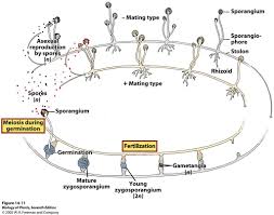 Image result for Zygotritonia