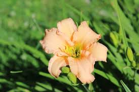 It has scapes now (may 23, 2014) and i hope get some pictures soon. Stella S Ruffled Fingers A North East Ohio Garden