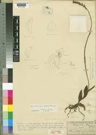 Image result for Cynorkis anacamptoides