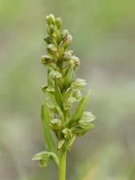 Image result for Baissea viridiflora