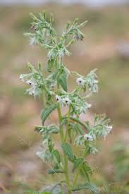 Image result for Cystostemon