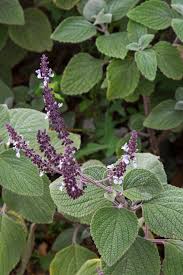 Image result for Plectranthus guruensis