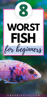 The 8 Worst Beginner Fish Aquariadise In 2020 Fishing For Beginners Best Aquarium Filter Aquarium Store