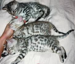 All available kitties for sale kitties for adoption retired breeding cats breeding cats. Bengal Cat Breeders Indiana