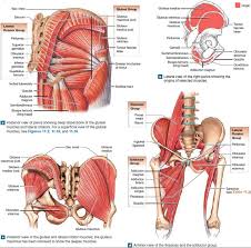 The gluteal muscles of the buttocks help move the hip joint and stabilize the pelvis to maintain posture and what are the glutes, you ask? Image Result For Gluteal Muscle Surface Anatomy Muscle Anatomy Gluteal Muscles Muscle Diagram