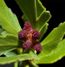 Image result for Phyllocladus