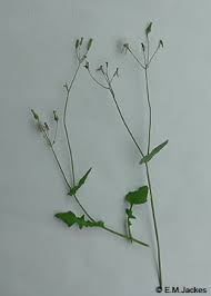 Image result for Emilia sonchifolia