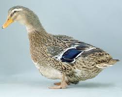 Quelles sont les différentes solutions de stockage? Canard De Rouen La Ferme De Beaumont Canards De Surface