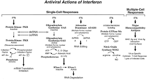 One mechanism involves the induction of protein kinase by interferon, which, in the presence of. Antiviral Actions Of Interferons Clinical Microbiology Reviews