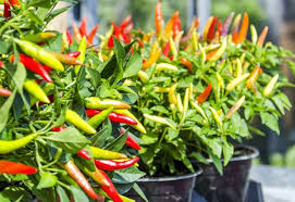 Cili padi, lada atau cabai sememangnya disukai seluruh rakyat malaysia sehinggakan ada yang tanam pokok chili sendiri di rumah kerana keperluan tanaman ini dalam makanan seharian adalah satu kemestian. Budidaya Cabe Rawit Organik Dalam Polybag Kampustani Com