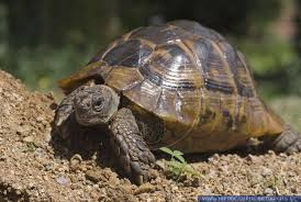 Note also that the jackson ratio is only applicable to hermann's and mediterranean spur thigh tortoises. Testudo Graeca Ibera Alias Maurische Landschildkrote Hippocampus Bildarchiv