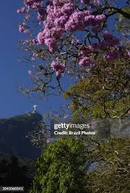 Image result for Handroanthus sp. near impetiginosus