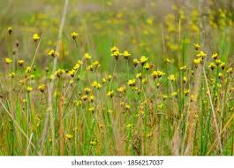 Image result for Xyridaceae