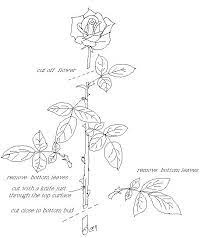 How To Propagate Roses From Cuttings Rose Cuttings Propagating Roses Growing Roses