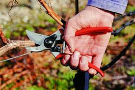 Nov 17, 2020 · if you are having trouble cutting with dull scissors, you might consider going out and buying another pair, since scissors are relatively inexpensive. The Best Garden Pruners Reviews By Wirecutter
