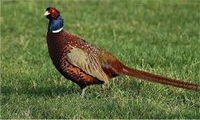 Pin On Hunting