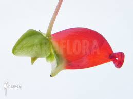 Image result for Impatiens keilii