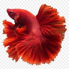 Download Betta Transparent Png Betta Fish Png Free Transparent Png Clipart Images Download