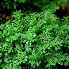 Image result for Pilea microphylla