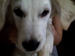 Yuki 3