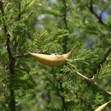 Image result for Acacia luederitzii