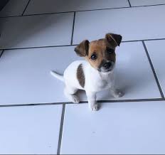 Short Legged Jack Russell Pup Jack Russell Terrier Jack Russell Jack Russell Terrier Puppies