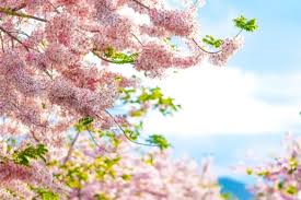 Image result for Cassia agnes