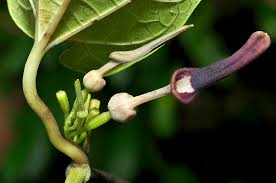 Image result for Aristolochia zenkeri