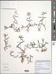 Image result for Oxyanthus goetzei