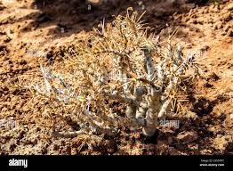 Image result for Lycopodiella sarcocaulon