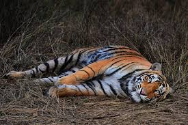 The Tiger :.. The king of the jungle shaking off his laziness after waking  up from a deep sleep...... . . . . . #tiger #wildlife #animals #nature  #staring #gurawa #photography #wildlifephotography #