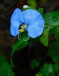Image result for Commelina capitata