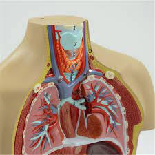 55cm human torso model assembled medical model human anatomy body bisexual anatomical model assembly science educational toys. Top Manufacturer Anatomy Torso With Head Buy Anatomy Torso With Head Anatomy Torso Models Anatomy Torso Model Labeled Product On Alibaba Com