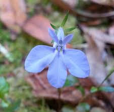Image result for Lobelia erinus