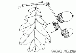 Malvorlage Blatt Eiche Coloring And Malvorlagan
