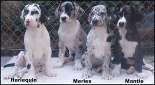 Great Dane Colors