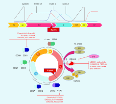 Maybe you would like to learn more about one of these? Regulation Of The Cell Cycle And Cyclin Dependent Kinase Inhibitors In Download Scientific Diagram