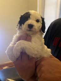 Colors anticipated, blue merle, red merle, red & white, tri, and black and white. Fhcuoldtyepgom