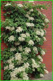 Tanaman Hias Merambat Terbaik Ekor9 Com Climbing Hydrangea Vine Hydrangea Garden Climbing Hydrangea