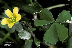 Image result for Oxalidaceae