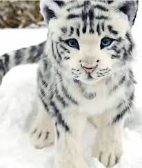 Black And White Baby Tiger Pictures Pin By Debra On Black White White Tiger Cubs Baby White Tiger White Tiger