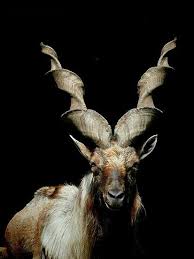 Markhor Mountain Goat Interesting Animals Markhor Animals With Horns