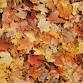Night at the Farm: A Fall Celebration — Grand Traverse Conservation District