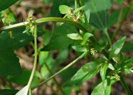 Image result for Acalypha polymorpha