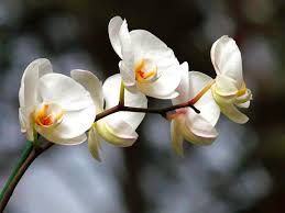 Resultado de imagen de flores blancas