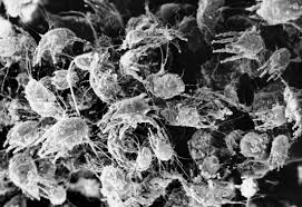 Image result for what do otodectes cynotis look like in dog fur