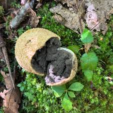 Image result for Scleroderma sp.